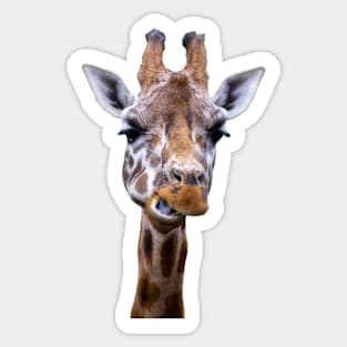 Giraffe Sticker